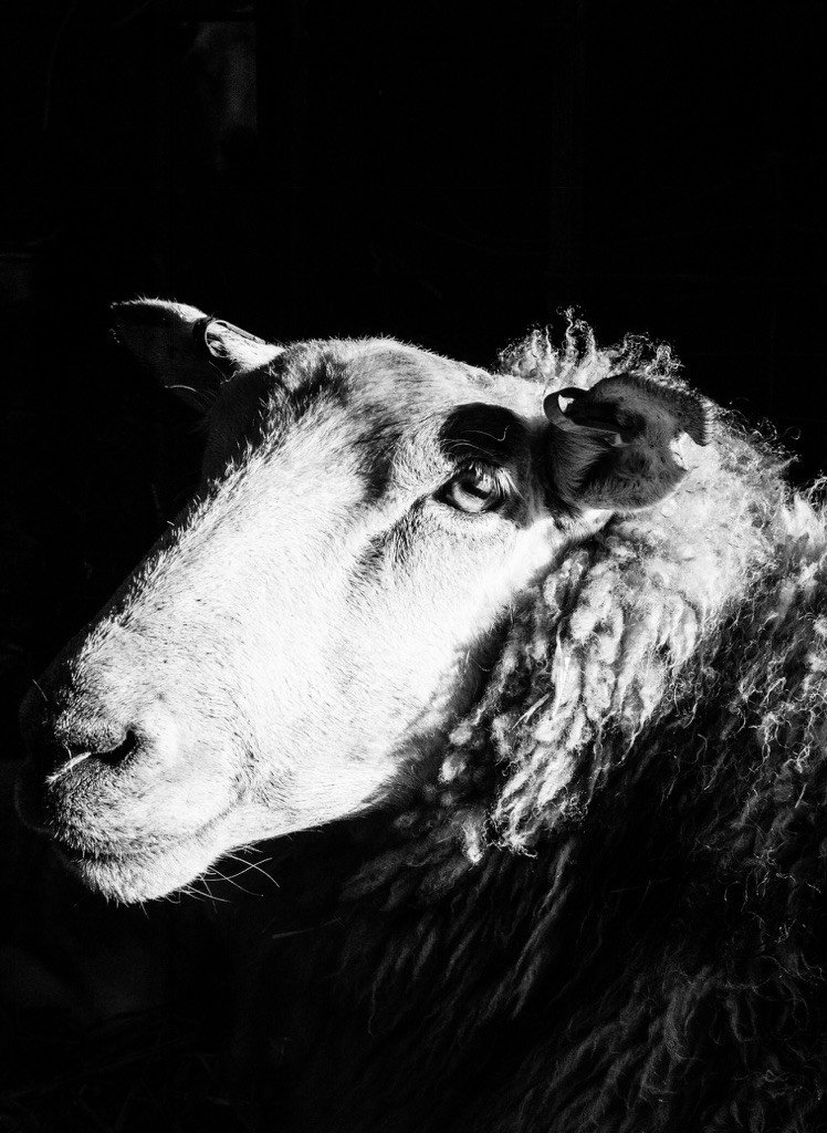 ‘Thought Sheep’, Ewe Waiting to Lamb, Early Morning Light, Griffe Walk Farm. See more at the Copeland Gallery, Peckham 21st Feb - 3rd Mar #photography #blackandwhite #exhibition