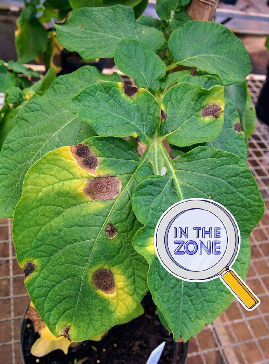 AlefeBorges's tweet photo. Assessment of the Early Blight severity on Potato leaves after biological agent application. We have good news for biological control of plant diseases. @ufvplantpath #ucbteam #dfpUFV https://t.co/M9LJ18RkbQ