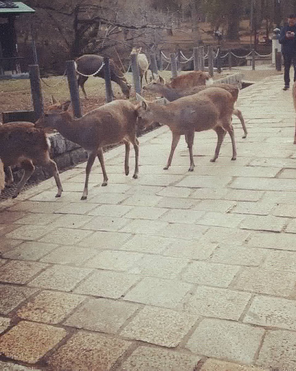 K18727979's tweet photo. 奈良
#奈良
#東大寺 #nara
2019年~春季旅行 關西 #Kansaitravel #大阪 #Osaka
#關西
#日本旅行 #日本 #關西 #japan
#旅程 #旅遊日記 #travel #travelover #tripgram #travelgram #traip #travel #japantrip #Tour
#japantravel #japantravels #love #旅 #旅行 #旅好き #旅の記録 #女子旅 https://t.co/MQLS4jwln5
