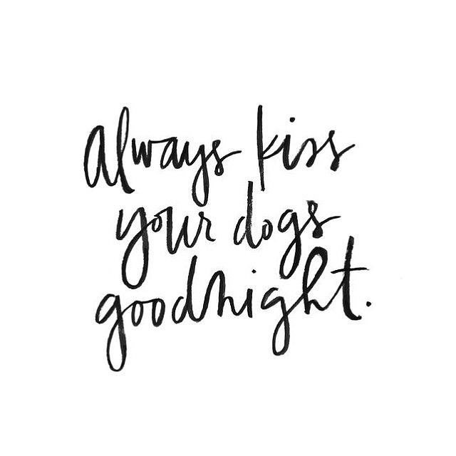 hotdogcollars's tweet photo. Sweet dreamz babies 🐶💤 https://t.co/WjUIHFiYr3