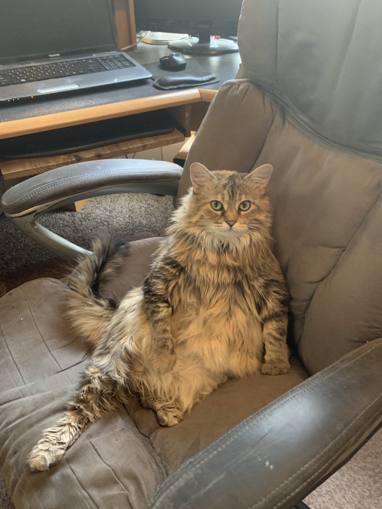 IP_Approval's tweet image. This #SittinKitten is not havin’ it! #CodingCat