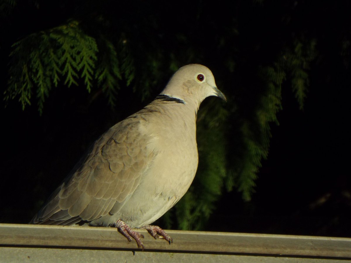 #CollaredDove: 'Have they gone yet? Do you reckon it's safe to come down now?'