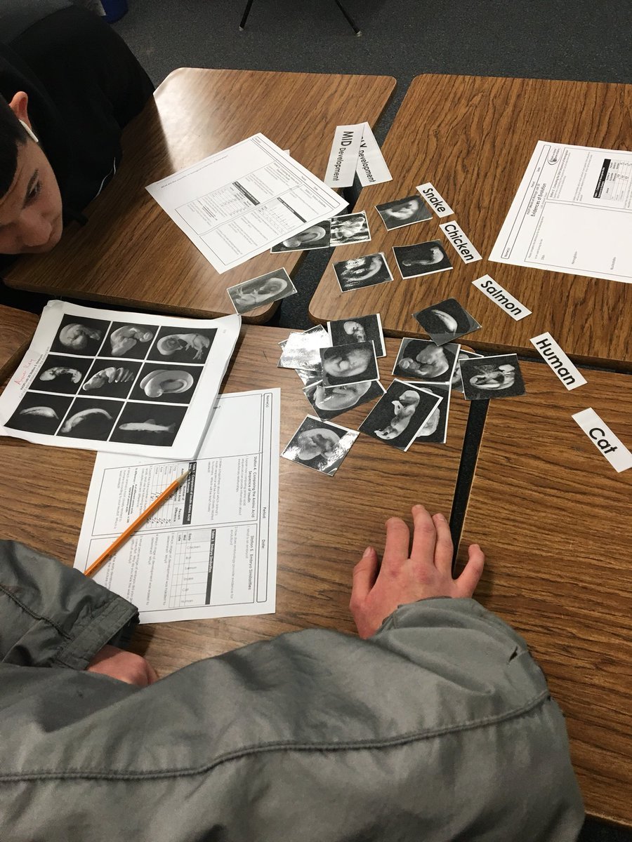 nattydempsey's tweet photo. #HASPI for the win! This hands-on evidence for #evolution lab is really great! Ss are doing all the work and some of it is failure driven #failforward #HHSsped #teachbiology #OUHSD https://t.co/lAy3qvEWjj
