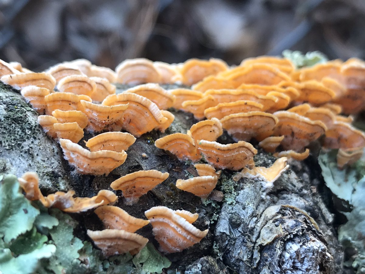 PicPoet's tweet image. Wow!  76 degrees here in Virginia. #feelslikespring #myVirginiahome