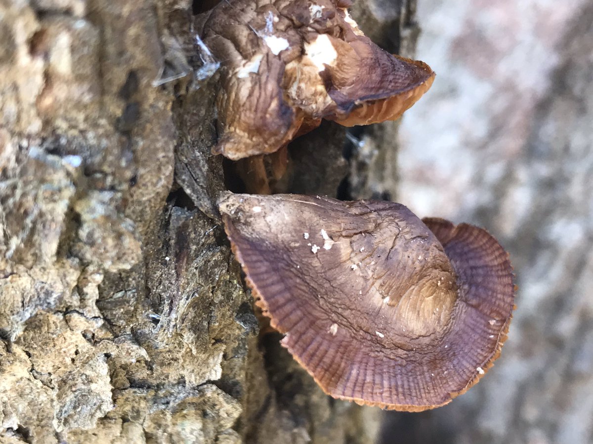 PicPoet's tweet image. Wow!  76 degrees here in Virginia. #feelslikespring #myVirginiahome