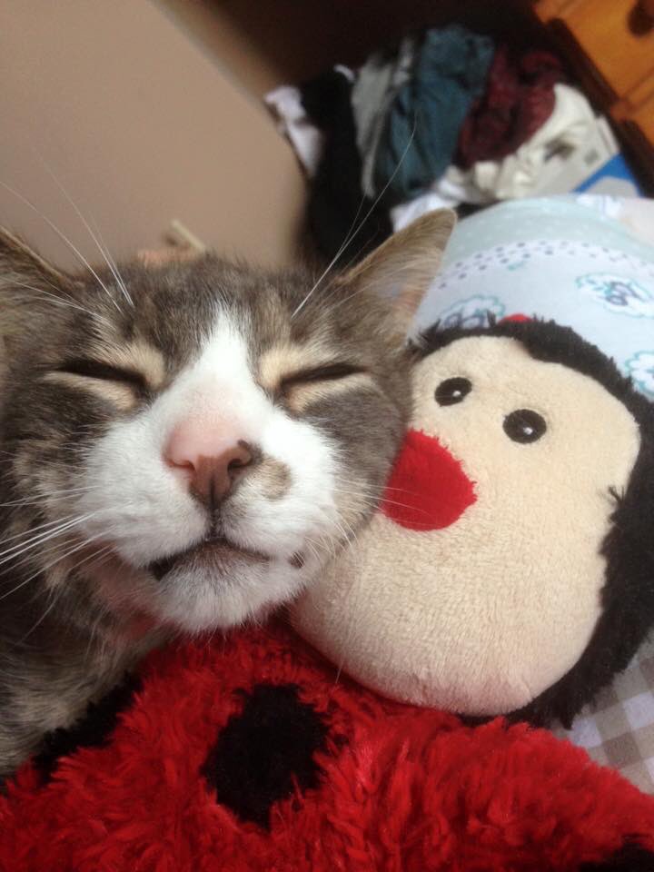 MsGlou4's tweet photo. @BBCTheOneShow Toby with his friend the lady bird 😻 https://t.co/DGqanDvEWU