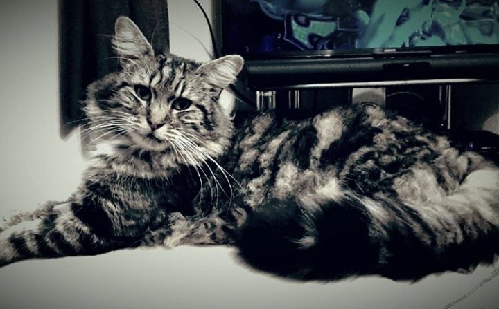 JuSwifty78's tweet photo. @BBCTheOneShow Spud from Blackpool, he knows he's beautiful! 😹😻 #catposer https://t.co/DqmWmY8t3G