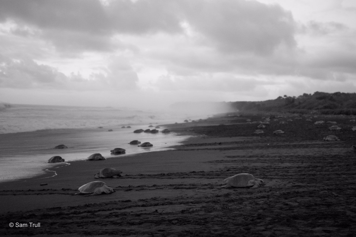 SamTrull's tweet image. I haven’t posted nearly enough about these gorgeous creatures or this amazing experience.  🐢💕 #TortugaAmor #arribada #seaturtles #costarica #wildlife #wildlifephotography #nature #beauty #love