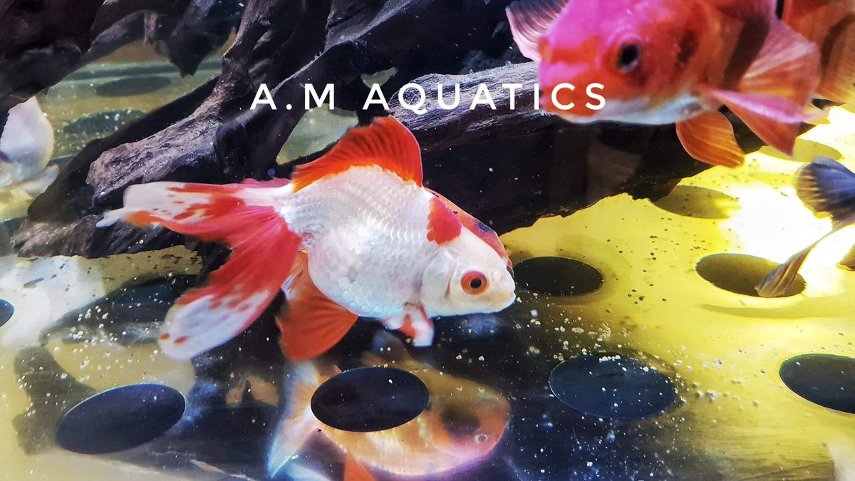AM_Aquatics's tweet photo. Simply beautiful https://t.co/VM1X6FF3Jn