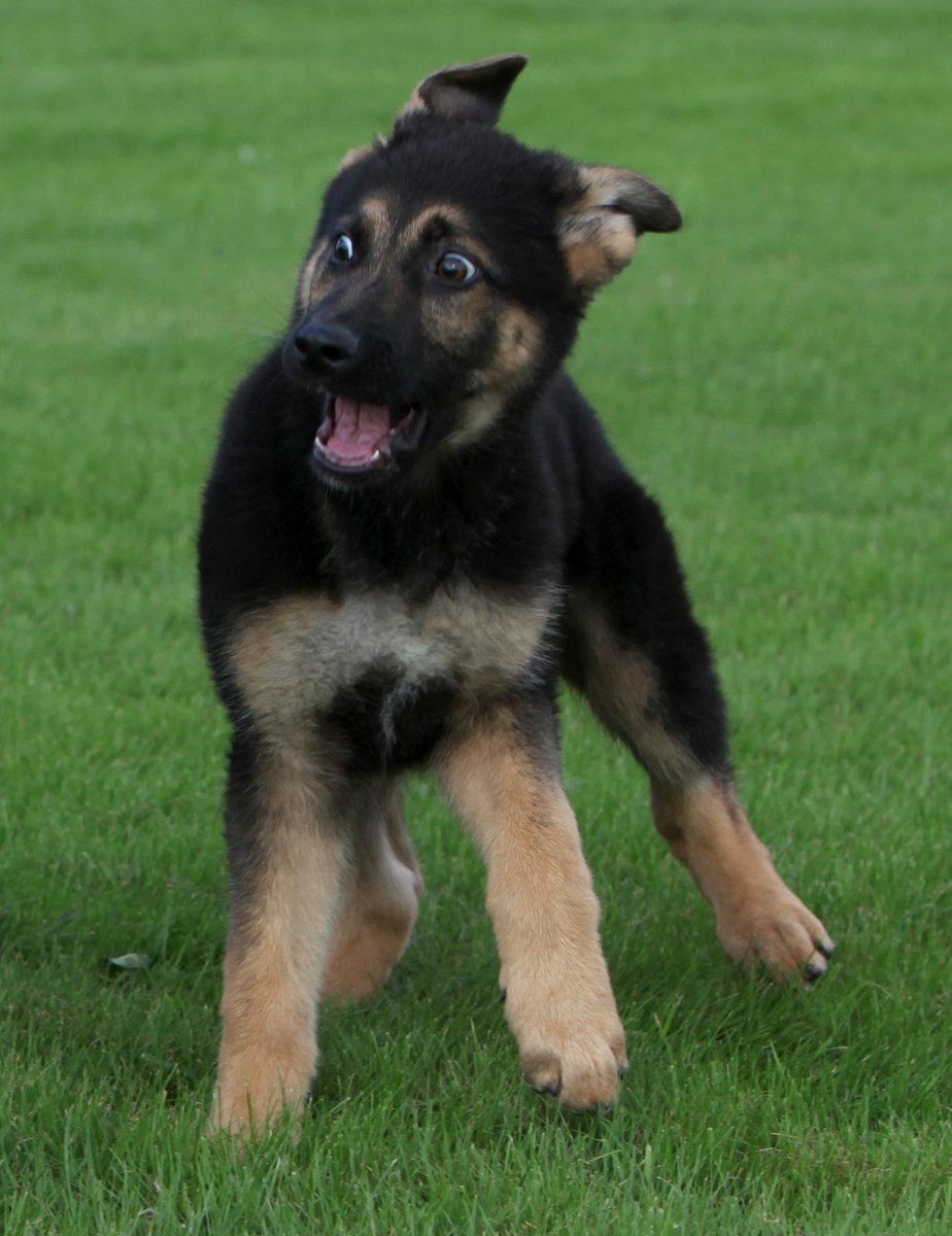 wiltshirepolice's tweet image. Who would have thought this cheeky fluff ball would have grown into Police Dog Tyke?! You'll no doubt have already read about PD Tyke &amp;amp; PD Max, two of our fantastic police dogs who have retired. Thanks for your service boys! Enjoy retirement 👍#ThrowbackThursday