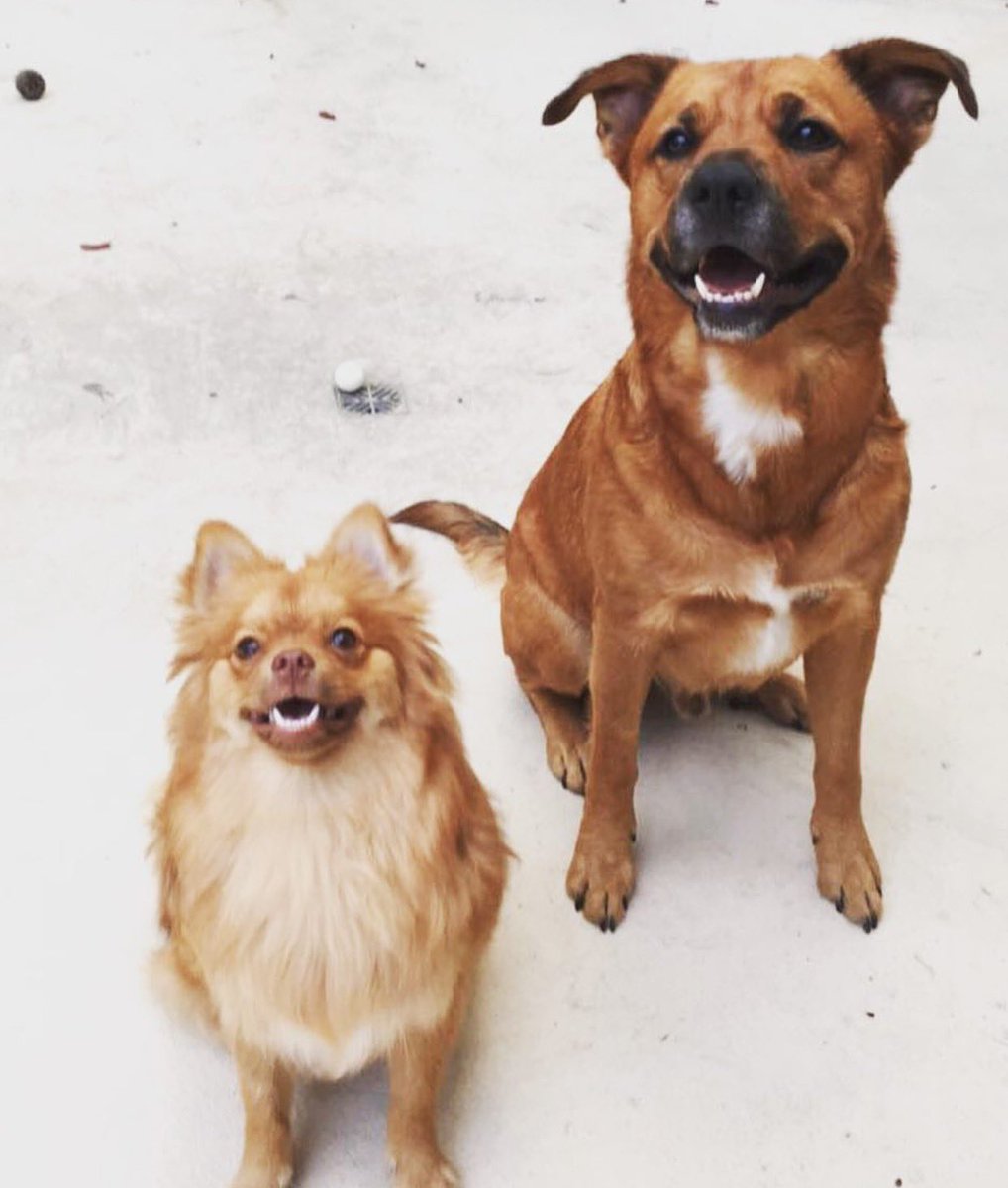 endure's tweet photo. Today I lost my best friend. We were suppose to be leaving for Florida tomorrow morning. You will be with us wherever we go and I promise to never leave you behind. I love you bubbers. Rest in peace my handsome man. Griffey James the sweetest dog anyone could ask for. https://t.co/FBSHXl2nXa