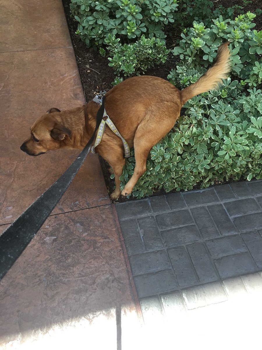 endure's tweet photo. Today I lost my best friend. We were suppose to be leaving for Florida tomorrow morning. You will be with us wherever we go and I promise to never leave you behind. I love you bubbers. Rest in peace my handsome man. Griffey James the sweetest dog anyone could ask for. https://t.co/FBSHXl2nXa