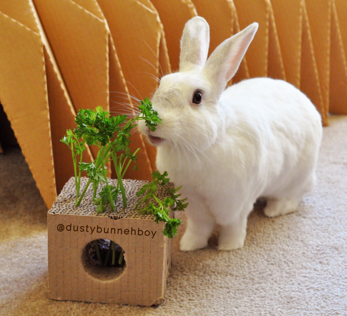 Можно давать кроликам деревья. Игрушки для кроликов декоративных. Вещи для декоративного кролика. Игрушка крольчиха. Игрушки для карликовых кроликов.