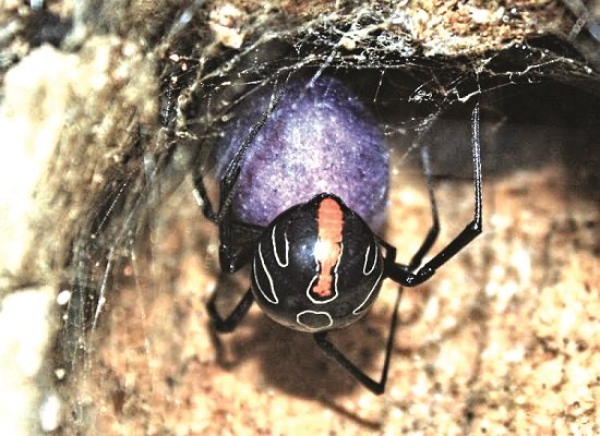 NewscastGlobal's tweet photo. #NewSpecies of #WidowSpider named 'Phinda button spider' discovered at KwaZulu-Natal in #SouthAfrica by scientists of Wild Tomorrow Fund https://t.co/lD4ozA1M02