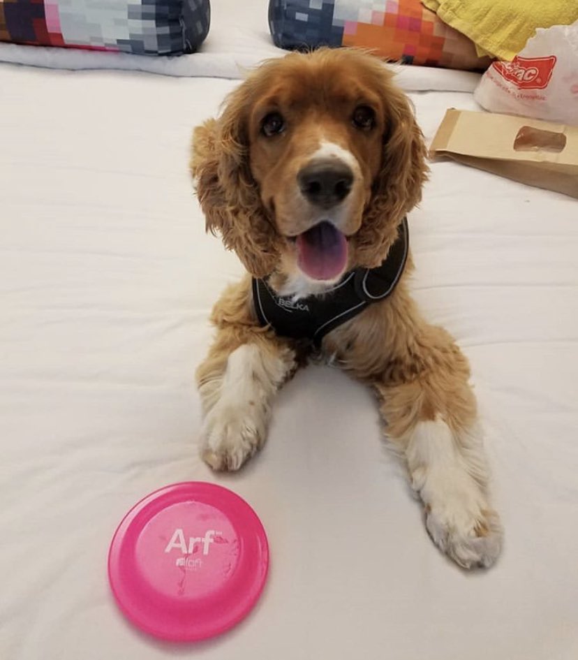 #alofthotels are #petfriendly! So you can bring your best friend with you when you travel #TheThingIMissMost