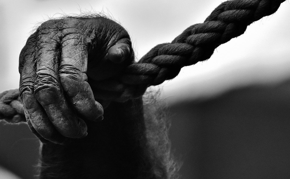 SwarfegaUK's tweet photo. Nails are one of the things that separate primates from mammals. #HandFacts https://t.co/MI4uIlwY63