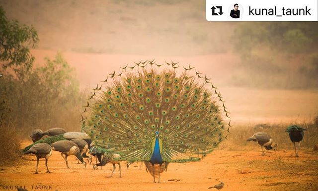 #bhubaneswarbuzz #awesome #photography at Naraj Cuttack by  @kunal_taunk ・・・
~ Elegance ~
.
.
#yourshotphotographer #natgeoindia #natgeo #canonasia #canon1200d #ww_nature_knowledge #ww_nature_birds #earthofficial #earthpix #whatkarlloves #maibhisadakchap #ig_masterpiece #bhu…