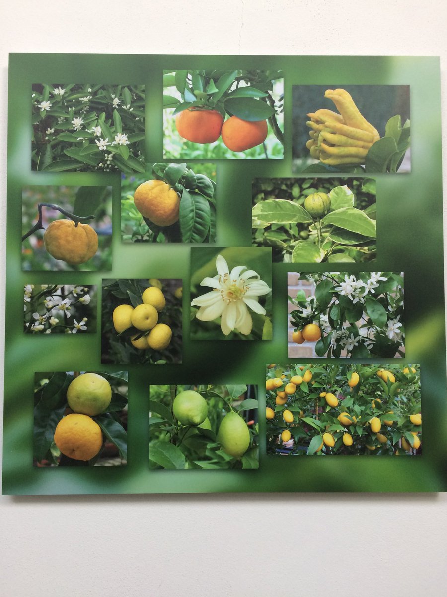 Te be wonderen in de nieuwe oranjerie. Collage van bloemen en vruchten van verschillende citrussen welke we zo al op Mattemburgh hebben staan.