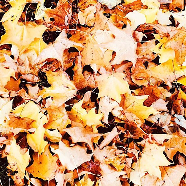 Surreptitious rustling taking place amongst this pile of leaves 🍁 .
.
.
.
.
#sussexwildlife #mouse #mice #wildlife #nature #animals #mammals #hibernation #gardens #sussex #lewes #countrylife #wholiveshere # bit.ly/2Dk3k2D