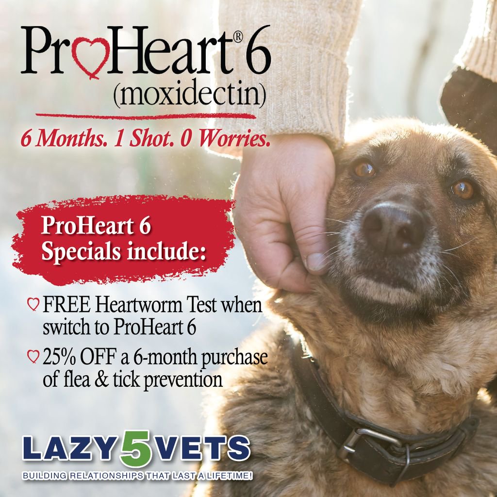Lazy5Vets's tweet image. Make the switch to ProHeart 6 - the ONLY 6-month heartworm disease protection! For any of our patients who make the switch, we will offer a FREE Heartworm Test and 25% OFF a 6-month purchase of flea &amp;amp; tick prevention. 

#Lazy5Vets #ProHeart #Special
