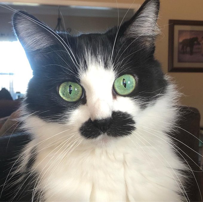 Found someone else impersonating me!! #cat #cats #ronjeremy https://t.co/8pCorPu83O<a href="/tag/cat"class="tags">#cat</a><a href="/tag/cats"class="tags">#cats</a><a href="/tag/ronjeremy"class="tags"><span>#ronjeremy</span></a>