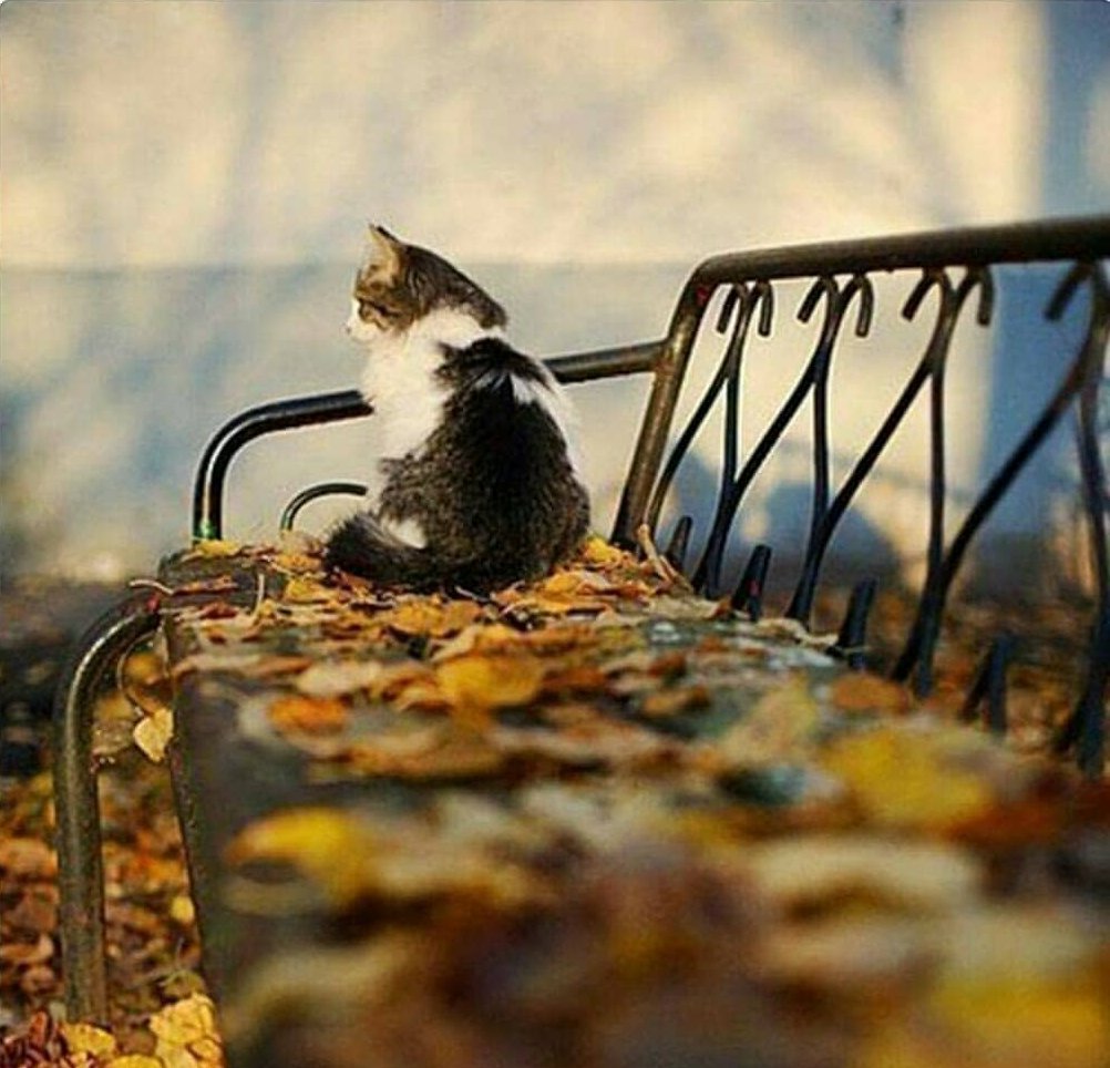 Ничейный кот