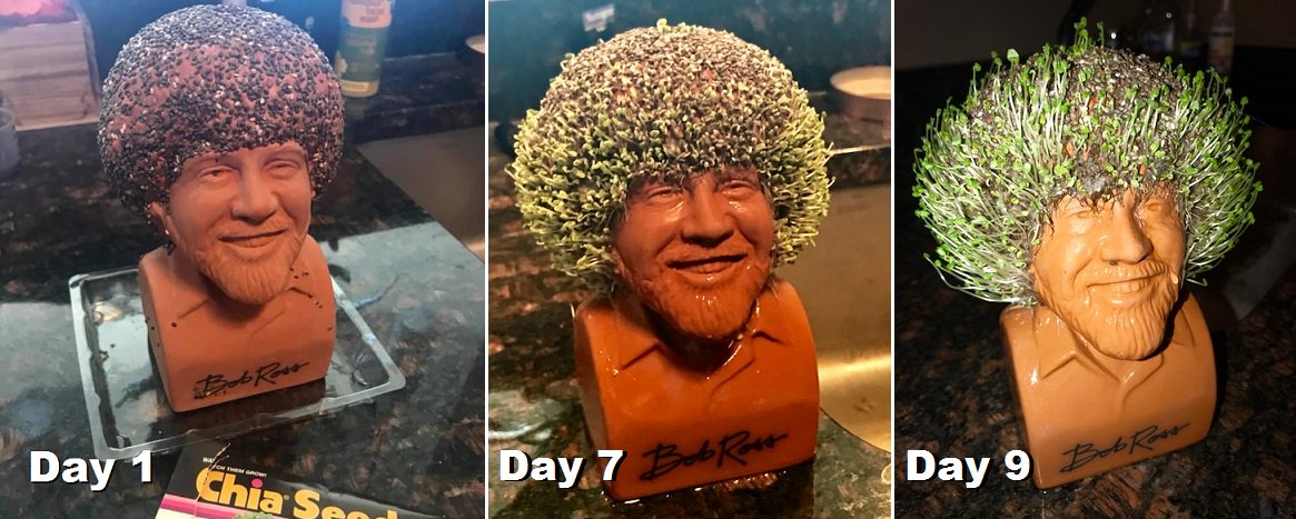 Chris Suchan on X: Bob Ross Chia Pet update. Hair is getting long. May get  his first haircut soon #bobross  / X