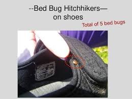 Freedom_CHS's tweet photo. #Bedbugs are successful because they spread by hitchhiking on equipment and belongings associated with humans. #Freedomcommercialandhomeservices #pests #bugs https://t.co/9J8VQNIpyJ