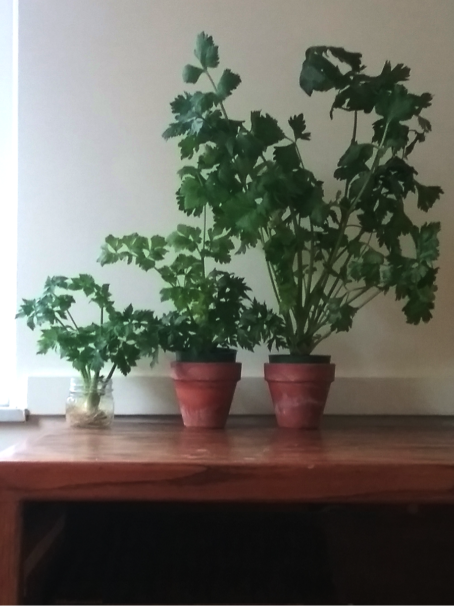 ZeroWasteToledo's tweet photo. Here are mine-- rooting, just rooted, and growing. All started like yours, from the part we normally throw away! #TheIndomitableCeleryButt #NoMoreFoodWaste #zerowasterocks https://t.co/kuWgSr0mIz