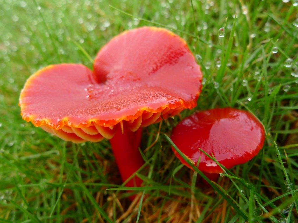 dudleymbc's tweet image. A beauty spot home to one of the richest collections of rare brightly coloured mushrooms in the country will be protected for future generations. @NaturalEngland has declared The Leasowes a Site of Special Scientific Interest (SSSI). Full story here: dudley.gov.uk/news/rare-mush…