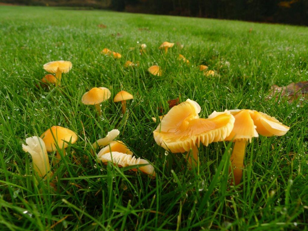 dudleymbc's tweet image. A beauty spot home to one of the richest collections of rare brightly coloured mushrooms in the country will be protected for future generations. @NaturalEngland has declared The Leasowes a Site of Special Scientific Interest (SSSI). Full story here: dudley.gov.uk/news/rare-mush…