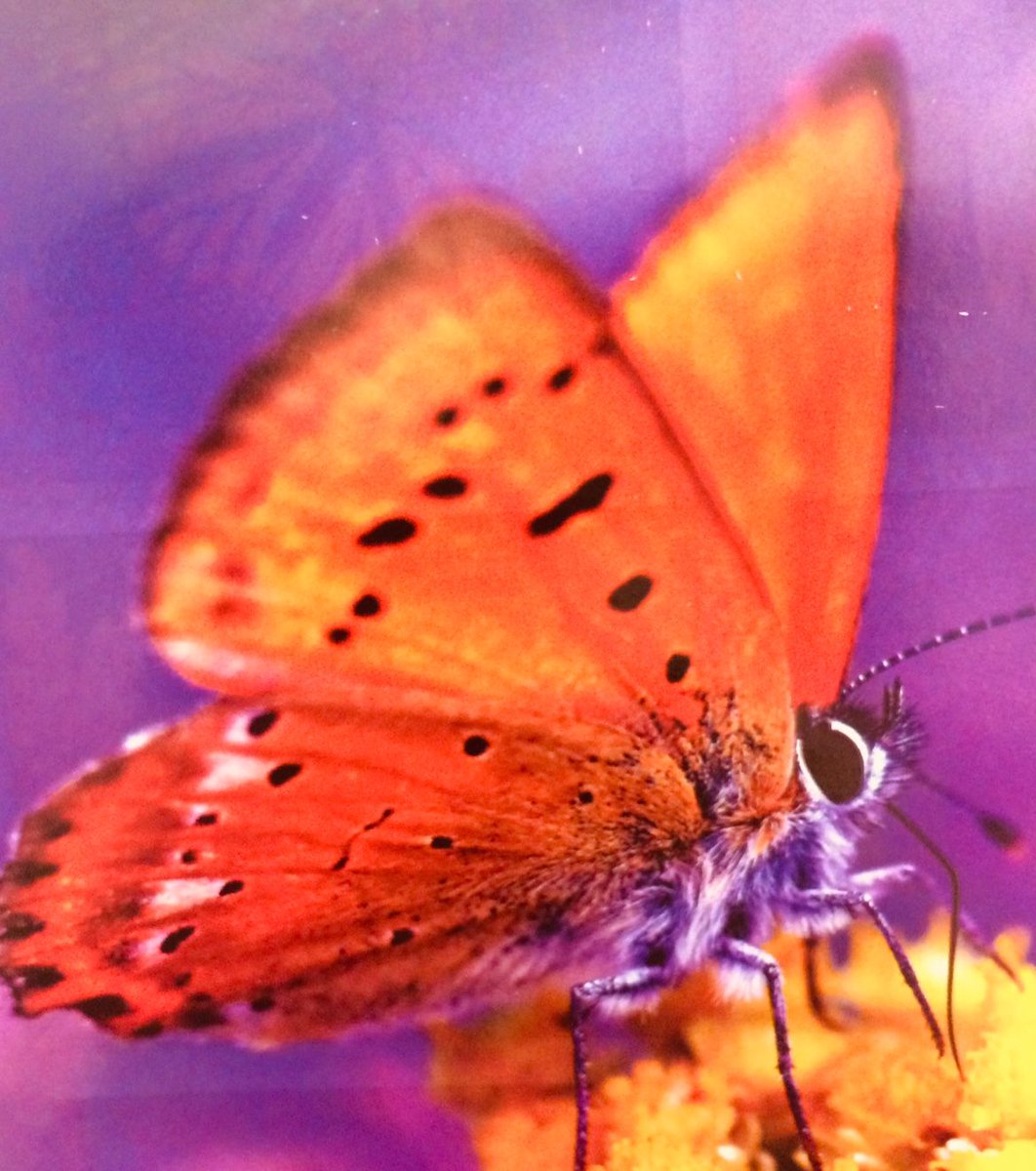 SarahMeredibly's tweet photo. Nationwide Children's new cal. came out w/ imgs too lovely to keep to myself. They aren't typical #gardendelights type but #highqualitystockphotos OHHHH &amp; some have #vividcolors which I adore! So #ADHD Aggh! #meredibly so yeah #gardenphotos and #naturephotos  Part 4 https://t.co/viZfwxEshc