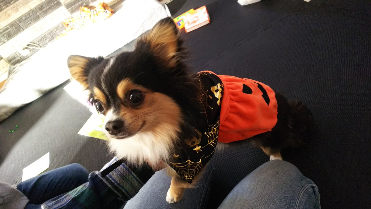 yu86699727's tweet photo. @maigo_dog_ 
チロルです
迷子になってしまいました。
2019年2月7日18時頃
奈良県天理市の自宅から脱走しました。
ひとなつっこい性格です。
チロルと呼ぶとついてきます。
見かけたら連絡ください❗️ https://t.co/IxuvMvAHPy