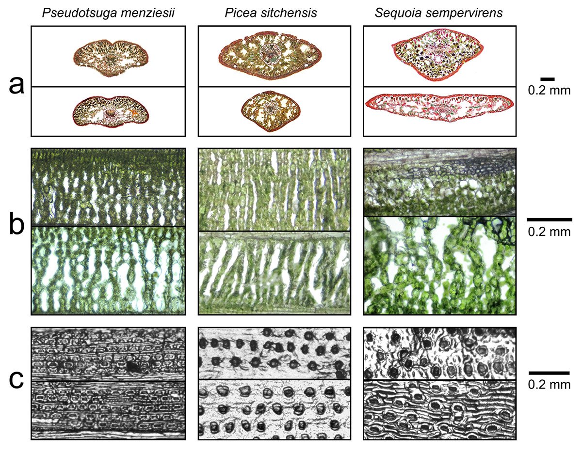 Botanical_'s tweet photo. Just published in #AmJBot: Within‐crown plasticity in leaf traits among the tallest #conifers (from Alana Chin &amp; Stephen Sillett) https://t.co/qdcgP3ZlyO #botany #plants @PlantSciNews https://t.co/T5tw5TYPmX