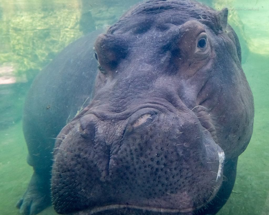 CincinnatiZoo's tweet photo. Happy Birthday to the best hippo Mom in the world!! Bibi is 20 years old today! #teamfiona 🦛🎉🥳 https://t.co/DO06syHrQK