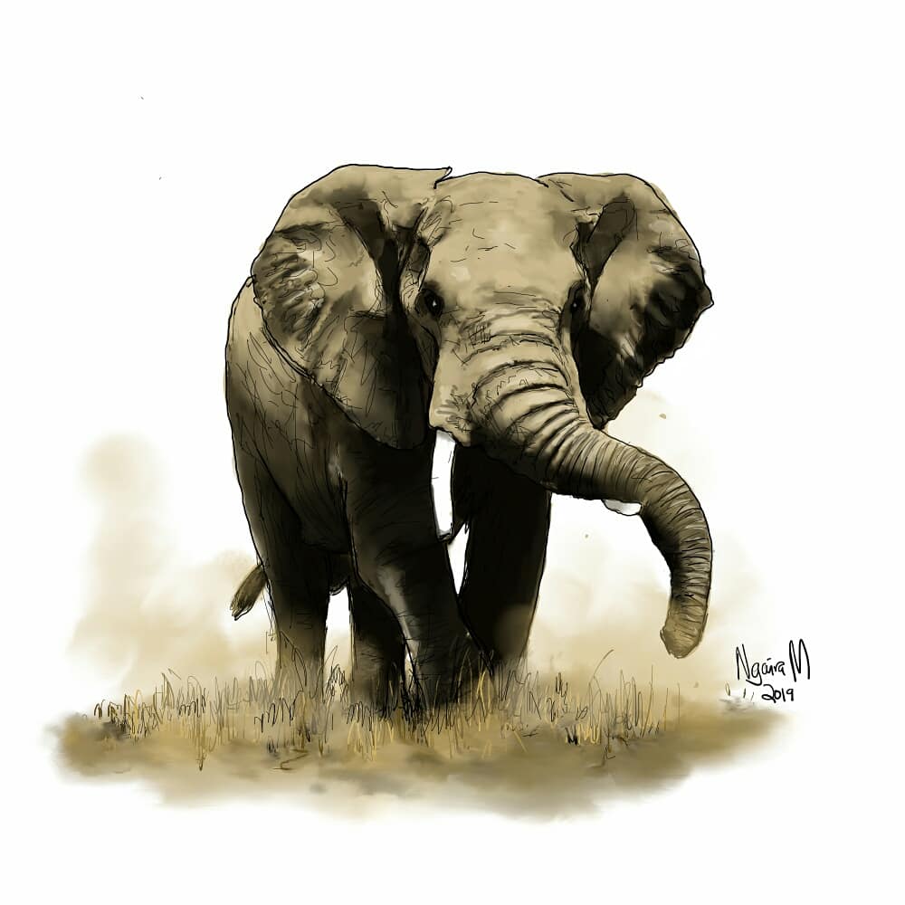 NgairaM's tweet image. The Big 5: The Elephant 

With this illustration I wanted to show a bit of my process (1/3)

#NgairaM #thebig5 #elephant