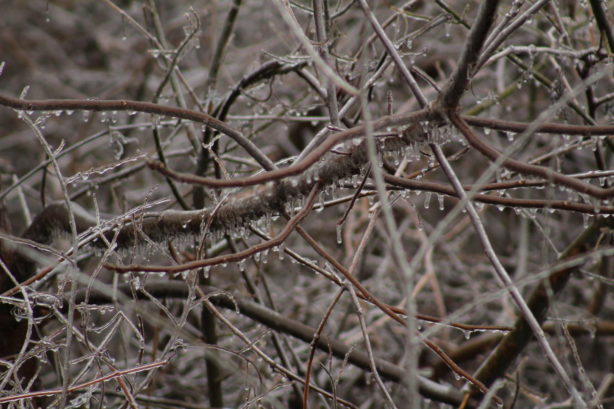 stormmom5's tweet photo. #iceaccretion and continued #FreezingRain in #HannibalMO as of 12:15 p.m. c.s.t 2-7-19 @NWSStLouis @NStewCBS2 @JoshCozartWx @spann @KHQARich @TomNiziol @KHQATegan @Mike_WGEM @TWCChrisWarren @GregPostel https://t.co/hI2xufr0o2