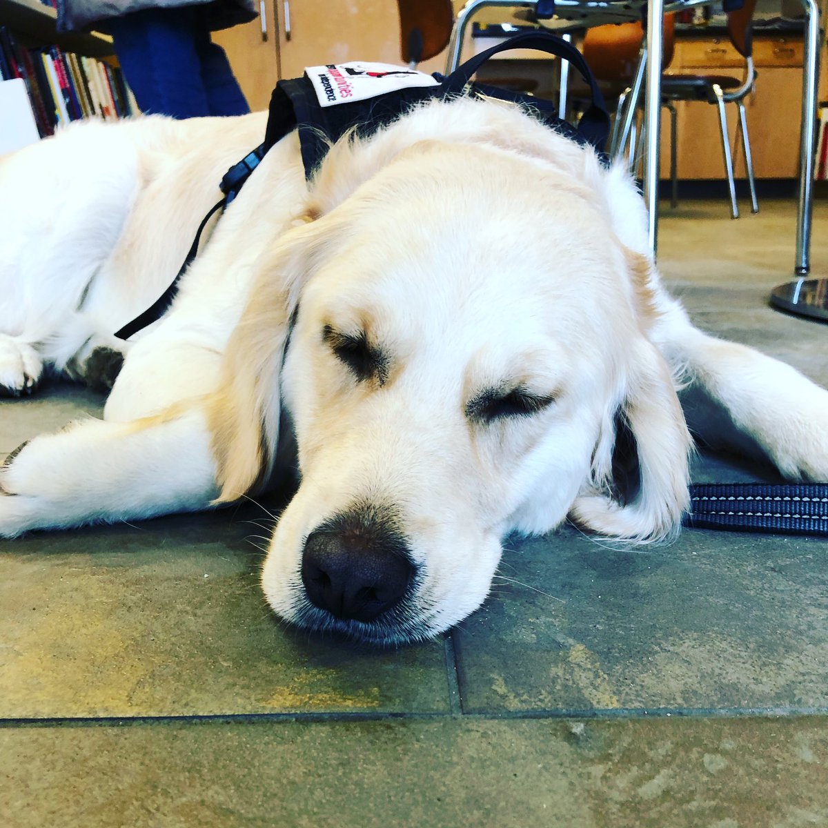 A clean puppy is a happy puppy... or maybe a sleepy puppy??? 🐶😴😂 Thanks to all the students @NorfolkAggieHS for helping to keep Rebel looking great! @WalpoleChief @WalpolePolice @gofidogs