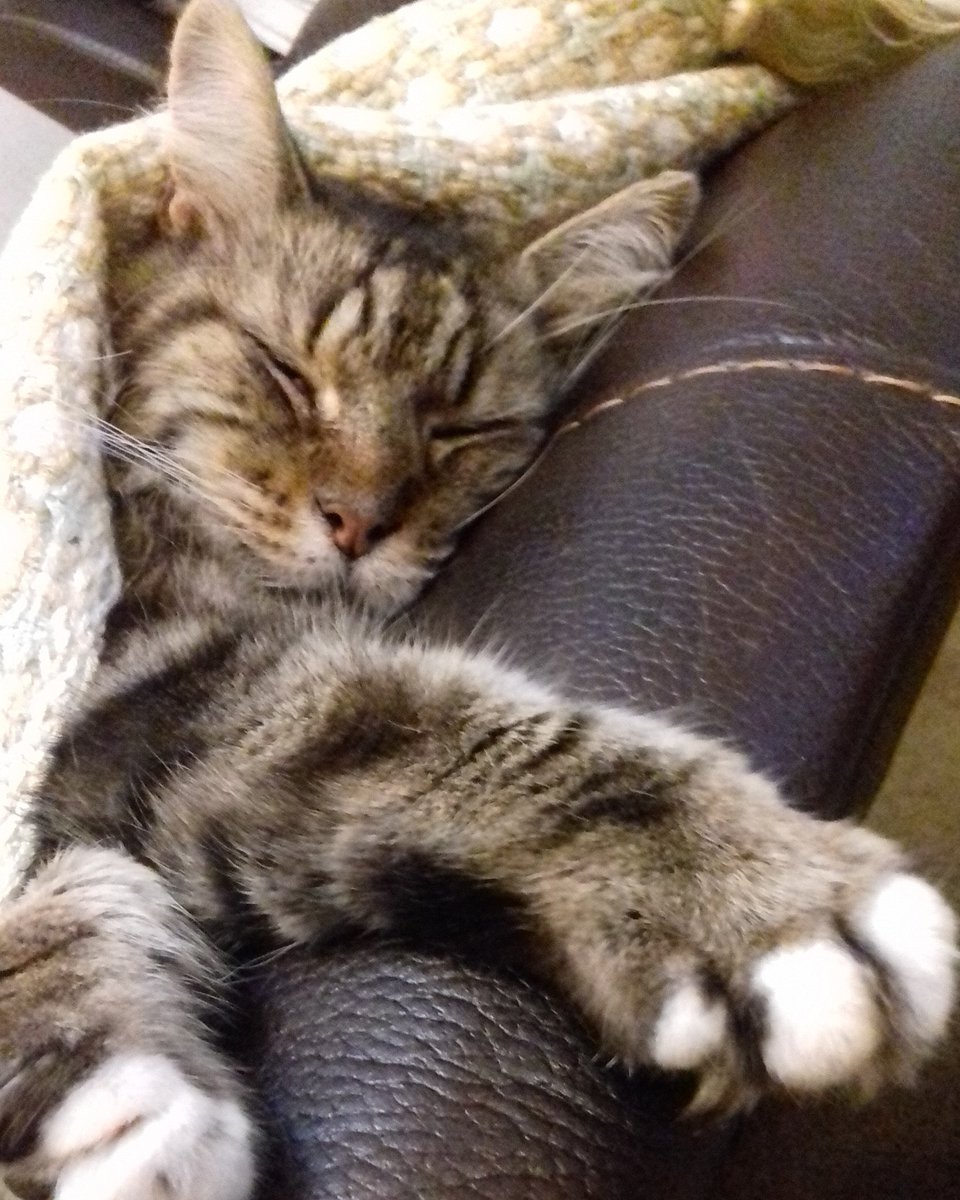 JuSwifty78's tweet photo. @BBCTheOneShow This is Spud from Blackpool! #CutenessOverload 😻 https://t.co/KerLGjjOBP
