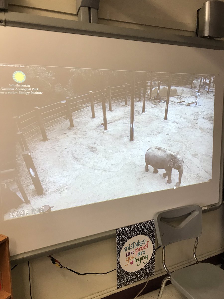 Today, we started our Aninal Adaptations science research lab! Students loved exploring different animals, finding WOW facts and watching elephants from the live cam! #readyforresearch