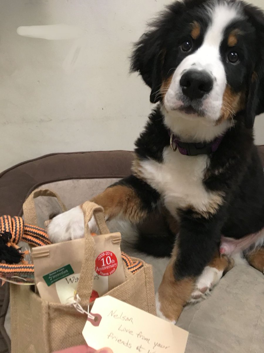 Thank you to the wonderful folks at Waggies by Maggies and Friends @Waggies for the lovely gift bag for our new littlest buddy, Nelson!
#bernesemountaindogs #bernesedaily #bernesemountaindoglovers  #dog #bernese #bmd #bernesemountaindog #berneselovecentral