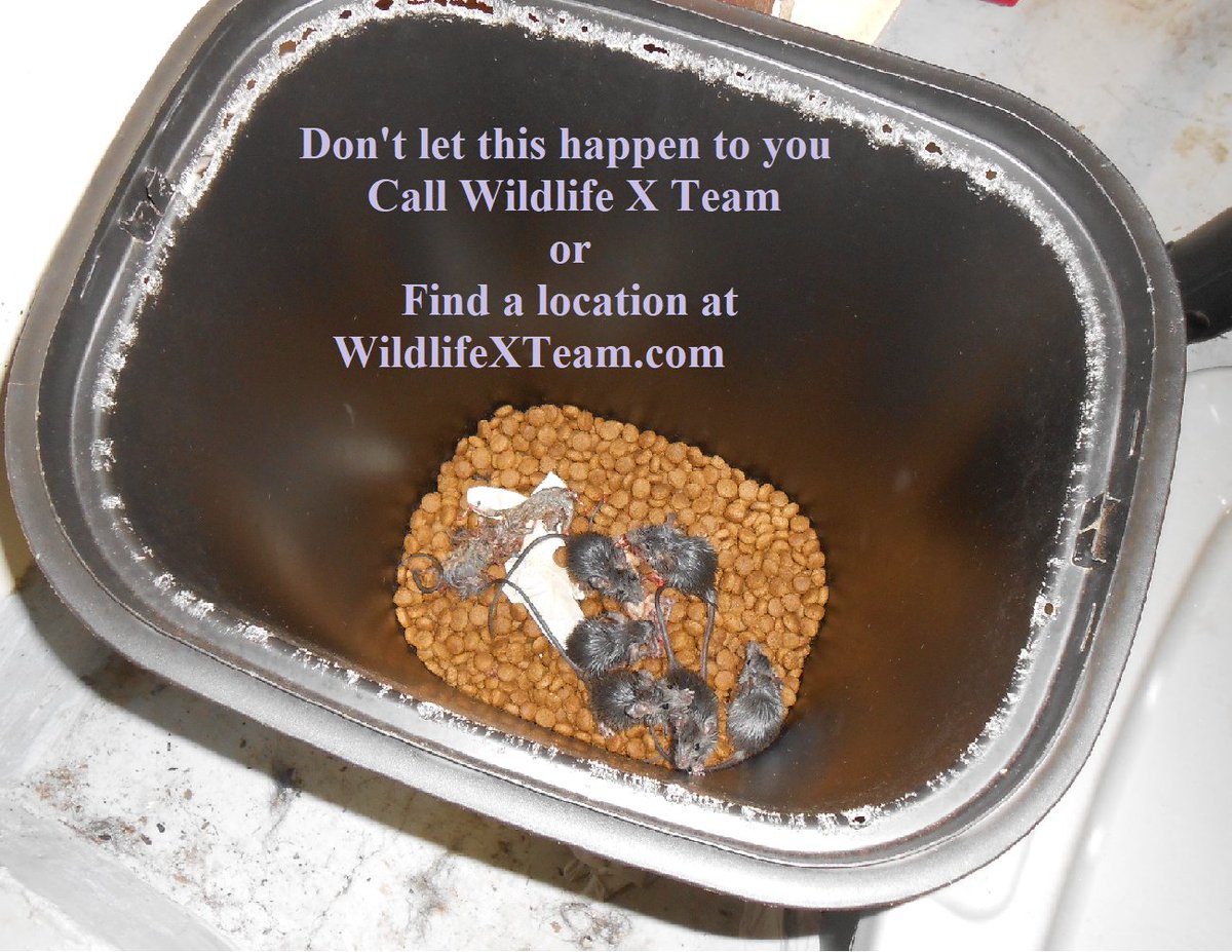 Rodents get into your home through tiny openings and once they're in, they are hard to get rid of. Mice and rats can get into yours and your pets food supplies, and have been known to contract diseases that affect your pets health. Call 1855-WILDLIFE today for an inspection.