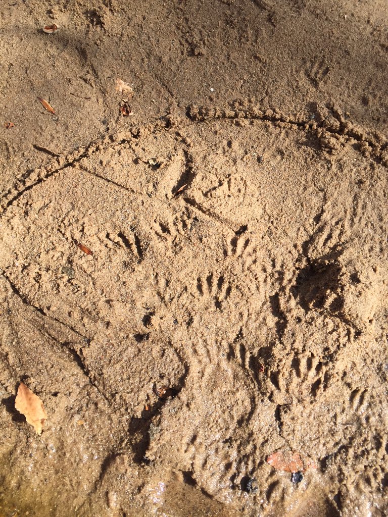 What a beautiful day for exploring Discovery Woods. <a href="/TrinityFrogs/">Pam Lauer</a> loved walking in the creek. They also found a snail and animal tracks! #Trinitylearns