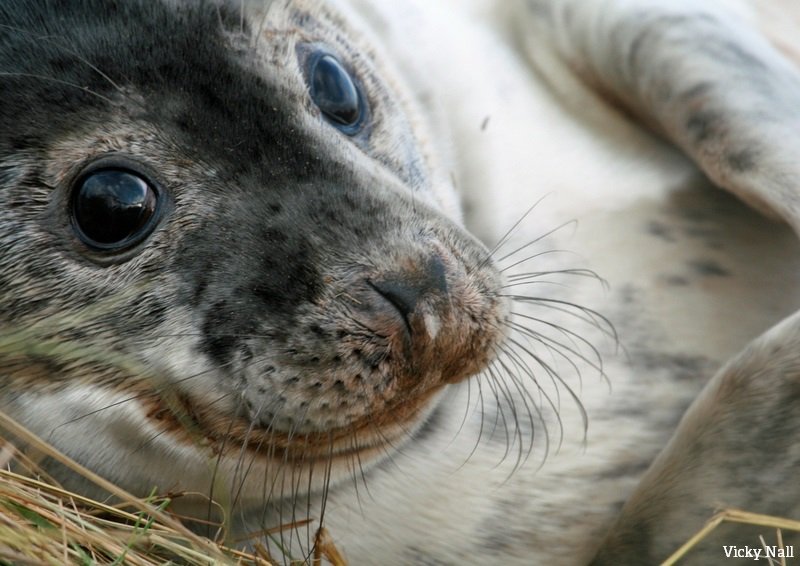 The Wildlife Trusts tweet media