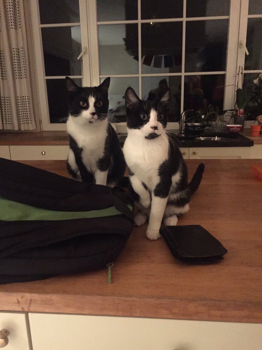 l96050760869's tweet photo. Twitter help me out!!!

Mijn ex smijt onze twee katjes buiten maar ik kan ze pas in juni in huis halen omdat ik moet verhuizen eerst. Ik zoek iemand die voor 4 maand op ze kan passen en ze liefde wil geven. Anders moeten ze naar het asiel 🥺😔

Retweet = eeuwige goeie karma❤️ https://t.co/PULXMjIwWh