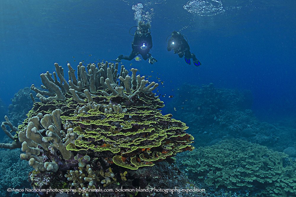 DiveSolomon's tweet photo. Interested in learning more about the coral reefs?  Here is an amazing resource for you! https://t.co/K9jQkVsQre  Thanks @biganimals for this great image! https://t.co/h83eJBskDX