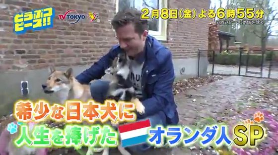 Uzivatel ヨーロッパ旅行 情報部 Na Twitteru 本日 2 8 夜６ ５５ テレビ東京 どうぶつピース 希少な日本犬 に人生を捧げたオランダ人ｓｐ 花と風車の国 オランダ そこに日本でも希少な日本犬に人生を捧げた男がいた オランダの珍ペット事情を紹介