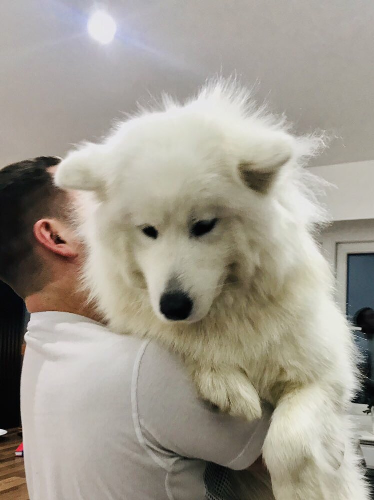 can samoyeds be guard dogs