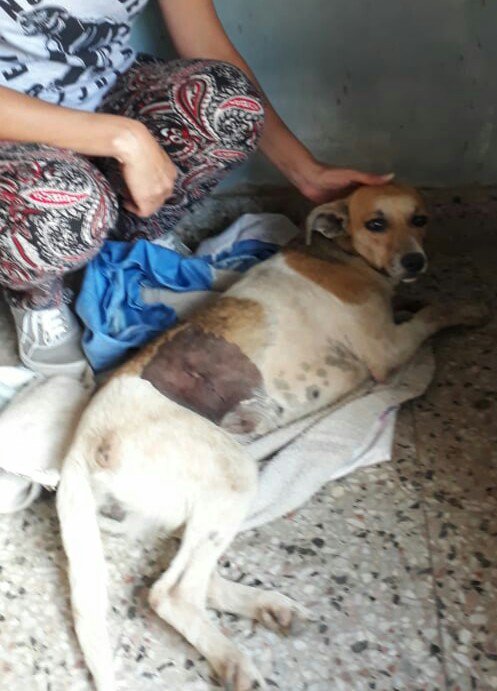 VoluntariadoJCP's tweet photo. Esta pequeña callejerita hoy fue castrada. Espera una familia! 1125806172 (solo wsapp) No es hermosa? 💗 https://t.co/6Z0O3ltwsz