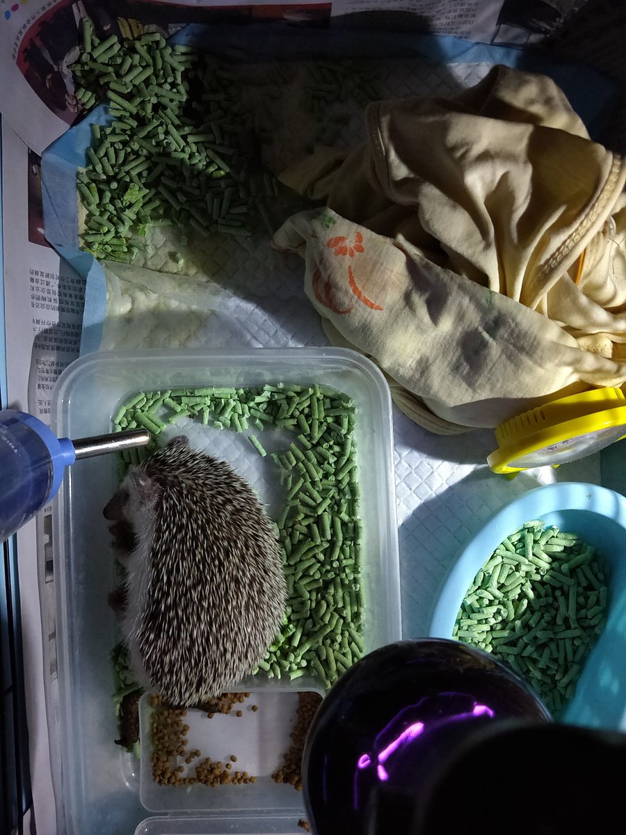 It's my lovely hedgehog.